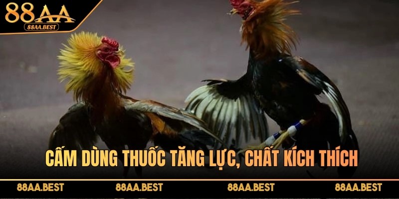 Luật đá gà miền Bắc là gì? Tìm hiểu cách chơi cùng chuyên gia 88AA 4 Một điểm đặc biệt trong luật là cấm dùng thuốc tăng lực, chất kích thích